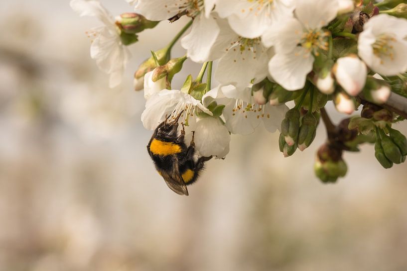 Abeille / bourdon au travail par Moetwil en van Dijk - Fotografie