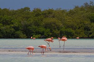 Flamingos von Jeroen Meeuwsen