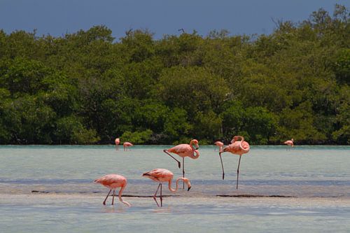 Flamingos