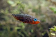three-spined stickleback; Gasterosteus aculeatus by Arthur de Bruin thumbnail