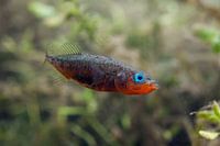 three-spined stickleback; Gasterosteus aculeatus