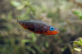 three-spined stickleback; Gasterosteus aculeatus by Arthur de Bruin