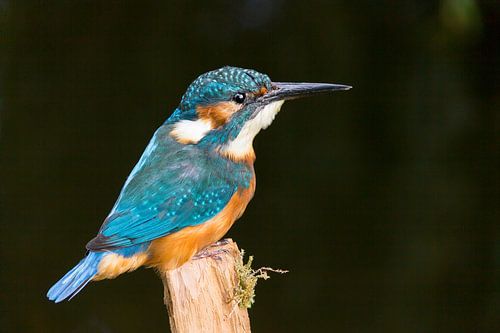 IJsvogel zit op paal met zwarte achtergrond