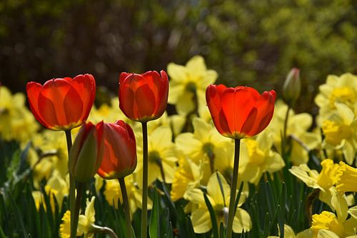 De eerste bloemen in de tuin in het voorjaar