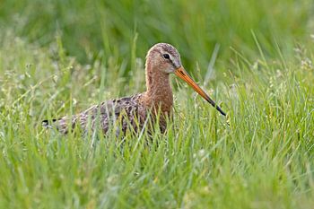 Black-tailed godwit in the tall grass.