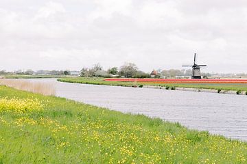 Molen in een tulpenveld aan het water | Typisch Nederlands landschap | Fotografie wall art  Holland van Milou van Ham