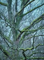 Moody dutch forest