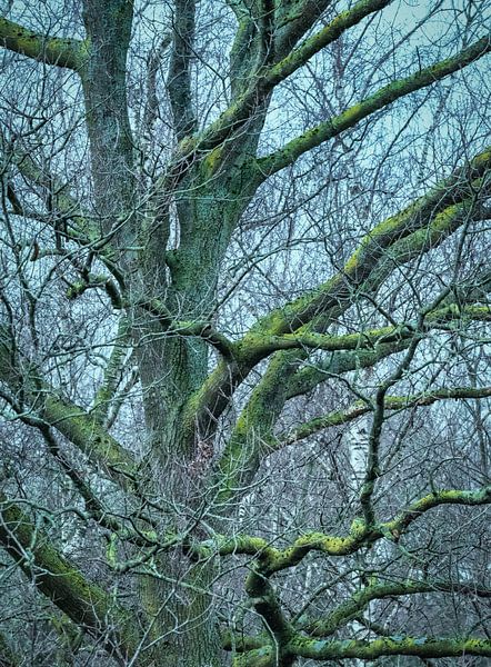 Moody dutch forest by Bart Verdijk