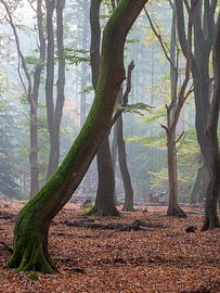 Forêt des arbres dansants sur Evert Jan Kip