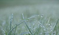 Dauw op het gras