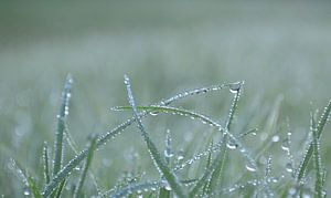Dauw op het gras