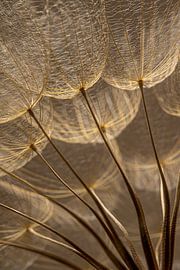 Warme bruintinten: Het licht valt op pluisjes van een Tragopogon (Morgenster) van Marjolijn van den Berg