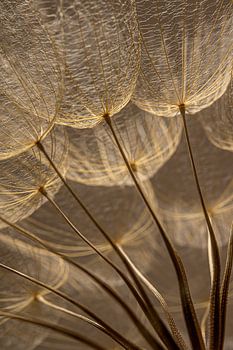 Warme bruintinten: Het licht valt op pluisjes van een Tragopogon (Morgenster)