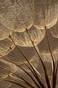 Warme bruintinten: Het licht valt op pluisjes van een Tragopogon (Morgenster) van Marjolijn van den Berg thumbnail