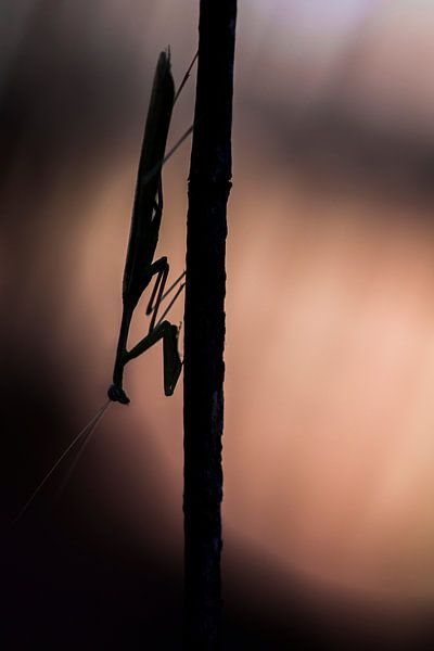 Praying mantis by Kars Klein Wolterink