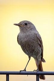 Common Redstart (Phoenicurus ochruros) by Dirk Rüter