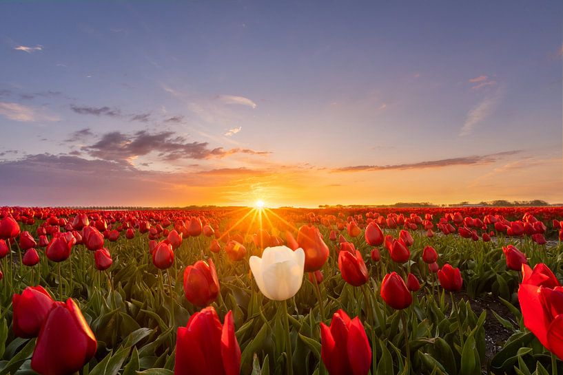 Dare to be different... by Peter Abbes