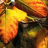 Farbenfrohe Herbstblätter einer Felsenbirne von Nicc Koch