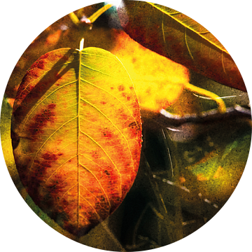 Kleurrijke herfstbladeren van een treurpeer van Nicc Koch