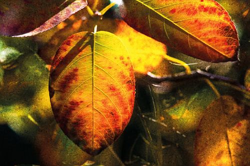 Kleurrijke herfstbladeren van een treurpeer