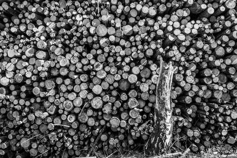 boomstammen par Peter van Mierlo
