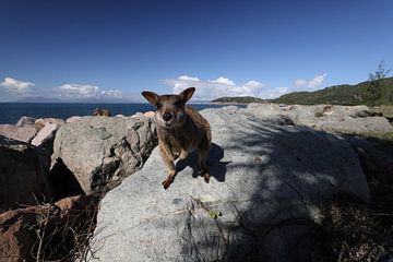 allied rock-wallaby , Petrogale assimilis Magnetic Island in Que sur Frank Fichtmüller