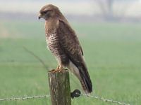 Roofvogel