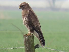 Roofvogel van Semra Ballast-van Engen