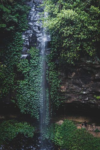 rainforest waterfall