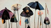 Dry Umbrella Flowers