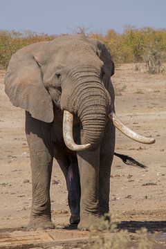 Eléphant avec de grandes dents sur Marijke Arends-Meiring