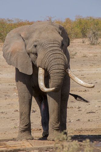 Elefant mit großen Zähnen