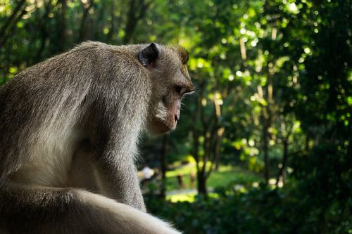 Balinesischer Breitnasenaffe