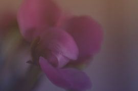 P!nk von Anne Pfaff