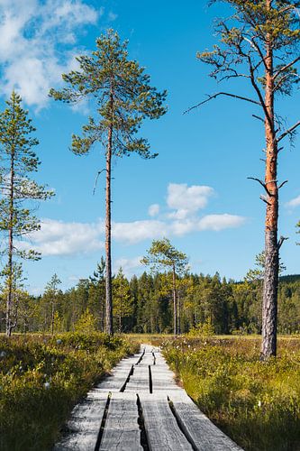 Nordic nature trail in summer
