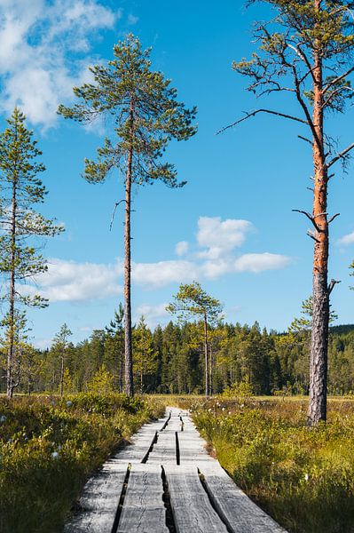 Nordic nature trail in summer by Job Vermeulen
