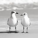 Meeuwen op het strand van Koffie Zwart thumbnail