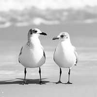 Seagulls at the beach