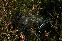 Floating spiderweb