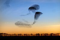 Wonder of nature