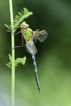 Libelle, blau-grün von A. Bles