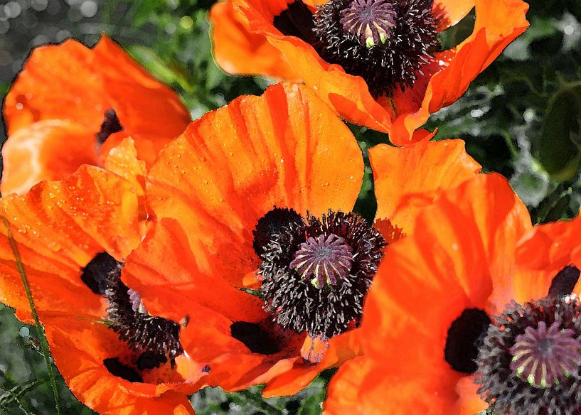 Mohnblumen 1 von Alex Neumayer
