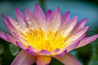 Water Lily of the Netherlands