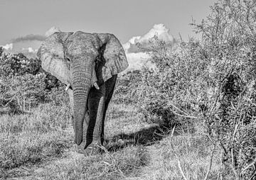 Elephant in SW by Friedhelm Peters
