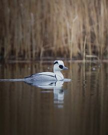 Nonnetje sur Tom Zwerver