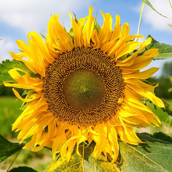 Sunflower by Lieselotte Stienstra
