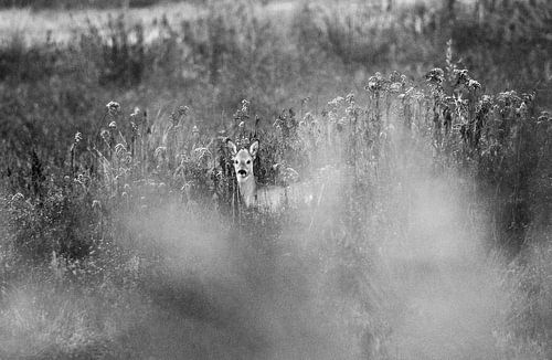 Ree in de Beningerslikken