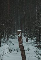 Boom in de sneeuw