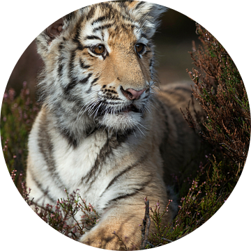 Royal Bengal Tiger ( Panthera tigris ), resting in the undergrowth of a forest van wunderbare Erde