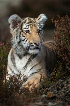 Royal Bengal Tiger ( Panthera tigris ), resting in the undergrowth of a forest